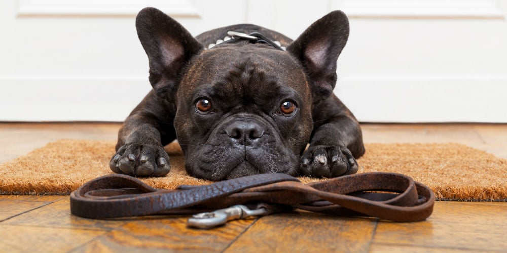 bigstock-Dog-Waiting-For-Walk-94041746