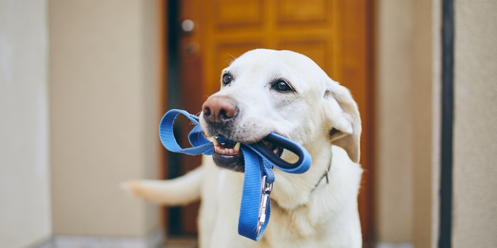 Dog Waiting For Walk. Labrador Retriever Standing With Leash In Mouth Against Door Of House.|Bank customer lifecycle
