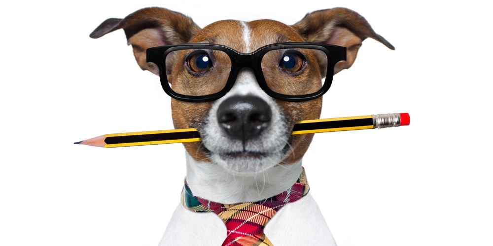Dog With Pencil At The Office