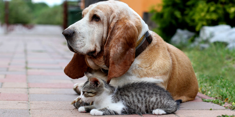 bigstock-Dog-and-cat-95815880
