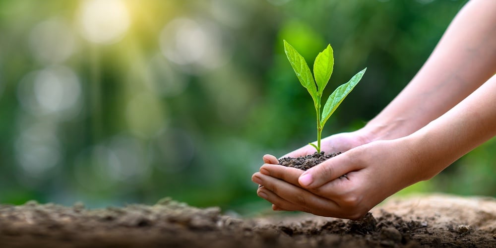 Environment Earth Day In The Hands Of Trees Growing Seedlings. Bokeh Green Background Female Hand Ho