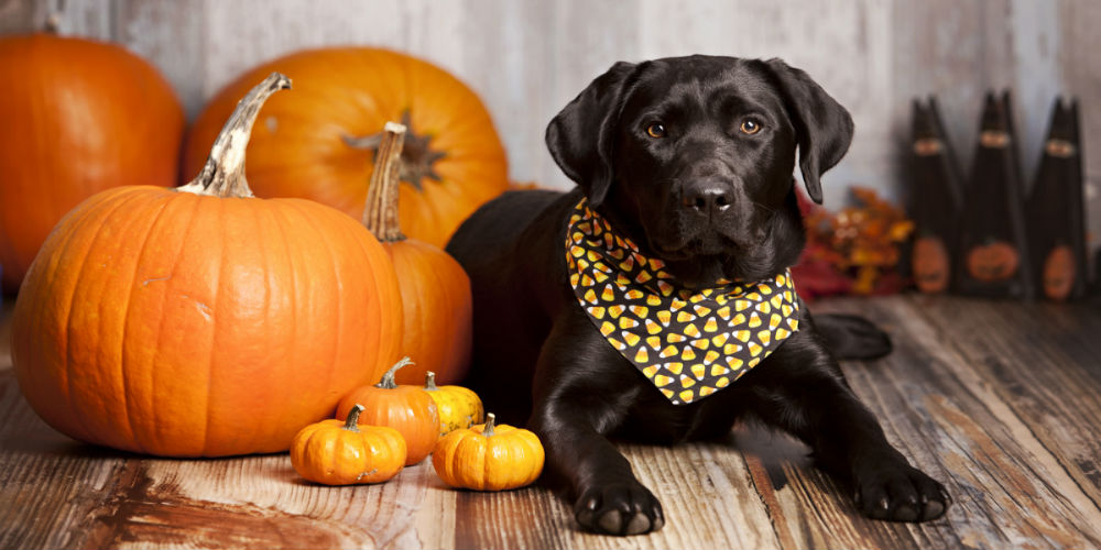 bigstock-Fall-Dog-Portrait-93594425