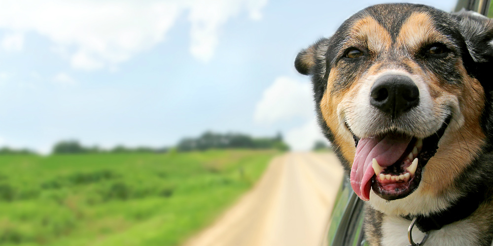 bigstock-German-Shepherd-Dog-Sticking-H-95556023