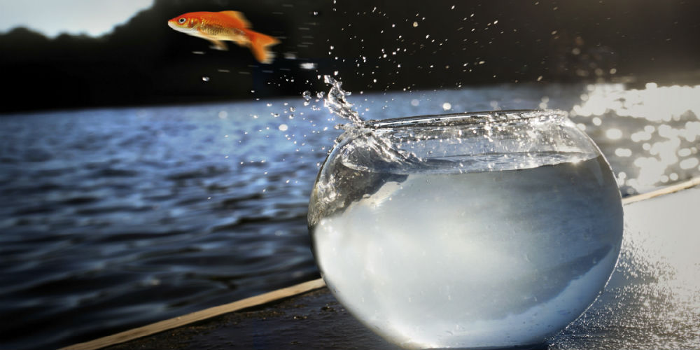 bigstock-Goldfish-Jumping-Out-Of-The-Wa-5330118