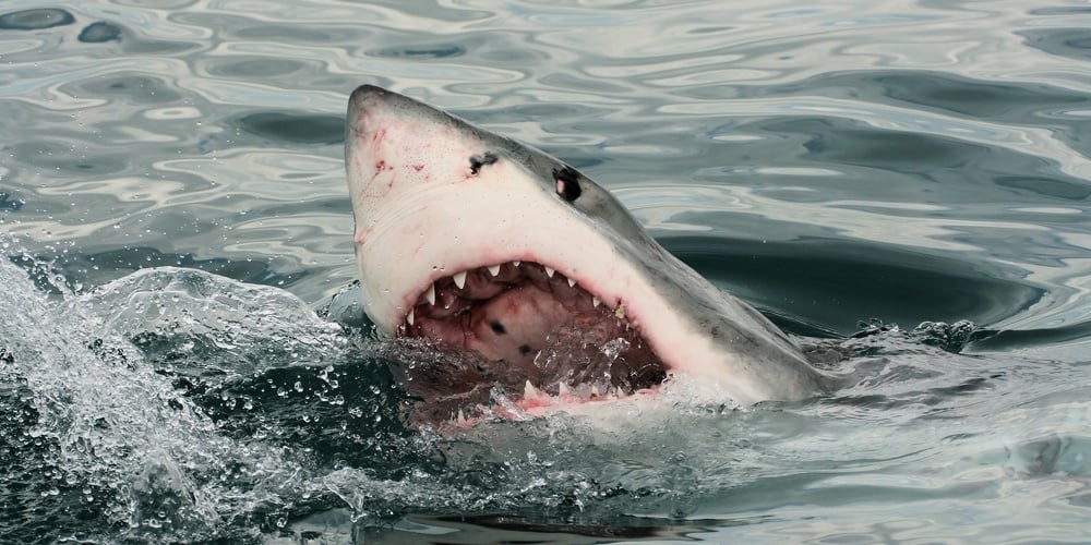 Great White Shark|Picture1
