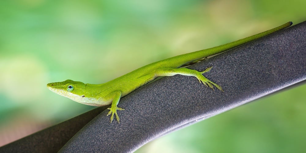 Green Anole Lizard (anolis Carolinensis) Crawling On An Iron Bench In The Garden. Natural Green Back