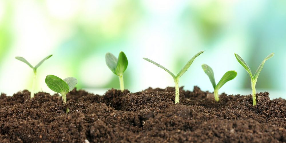 Green seedling growing from soil on bright background