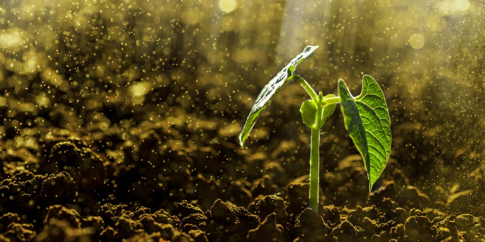 bigstock-Green-seedling-growing-on-the-82195487