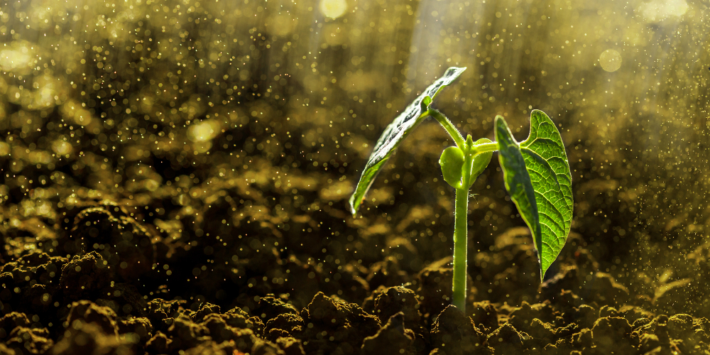 bigstock-Green-seedling-growing-on-the-82195487