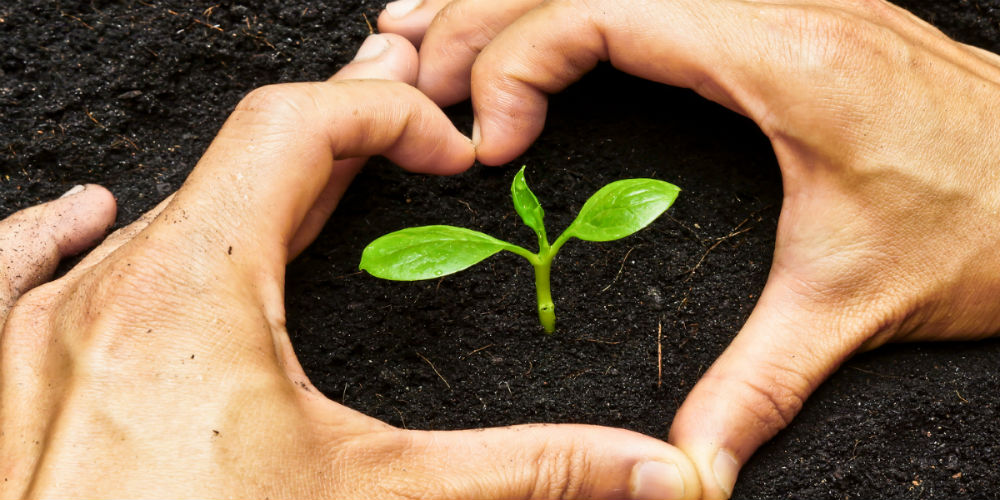 bigstock-Growing-tree-87999206