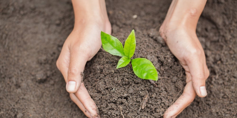 Hands Of Farmer Growing And Nurturing Tree Growing On Fertile Soil