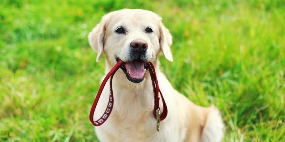 bigstock-Happy-Golden-Retriever-Dog-Wit-117694970