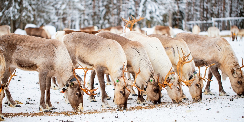 Herd of reindeer on farm in Lapland Finland on winter day