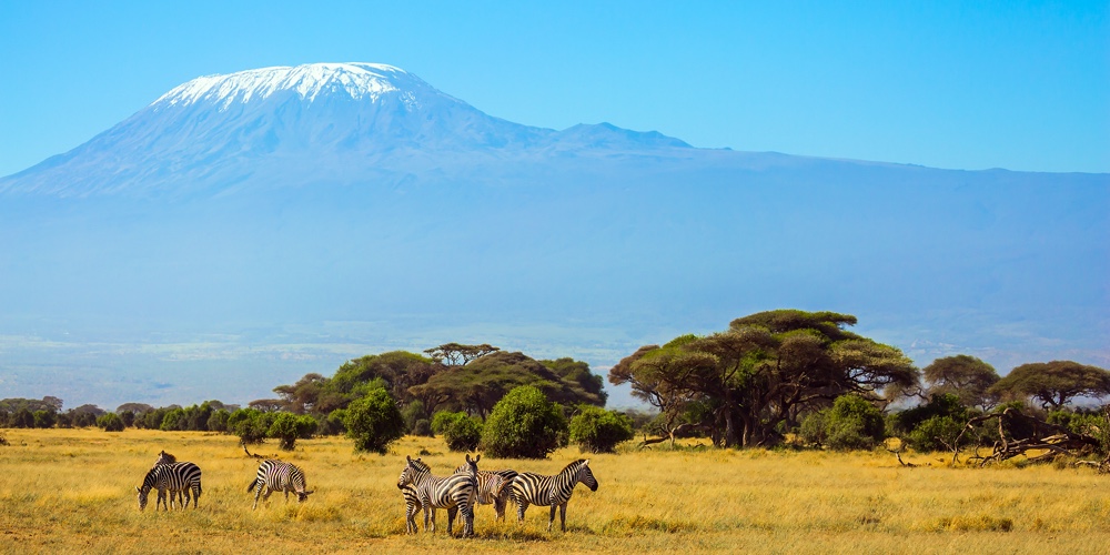 Herd of striped zebras graze in the savannah. The peak is Mount Kilimanjaro with a snow cap on a fla