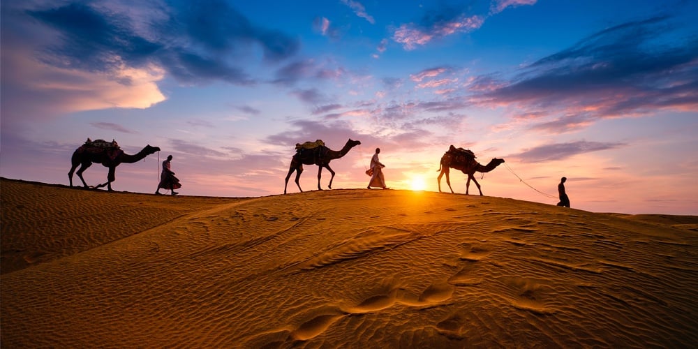Indian cameleers (camel driver) bedouin with camel silhouettes in sand dunes of Thar desert on sunse