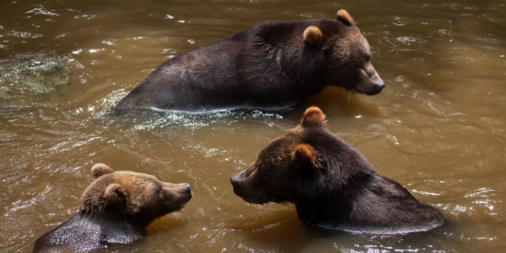 bigstock-Kamchatka-brown-bear-Ursus-ar-171471812