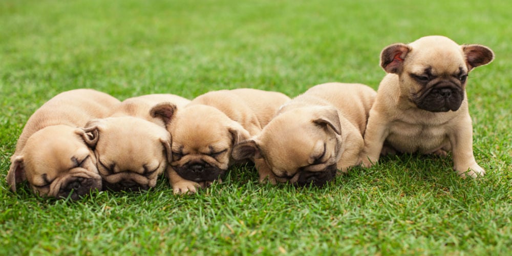 bigstock-Little-Sleeping-French-Bulldog-85565357
