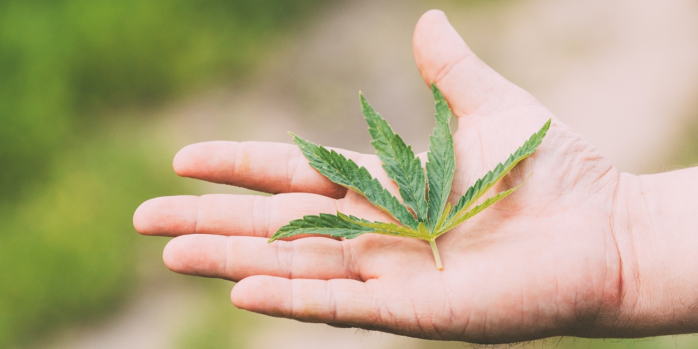 Man Holding Legal Green Marijuana Cannabis Sprout In His Hand Palm. Cannabis Beautiful Marijuana Can