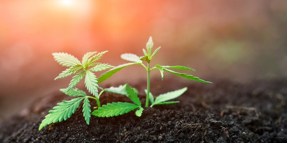 bigstock-Marijuana-Grows-Young-From-Soi-241541548