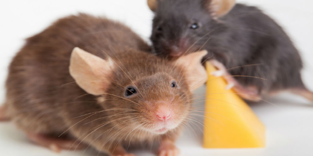bigstock-Mouse-happiness-69027682