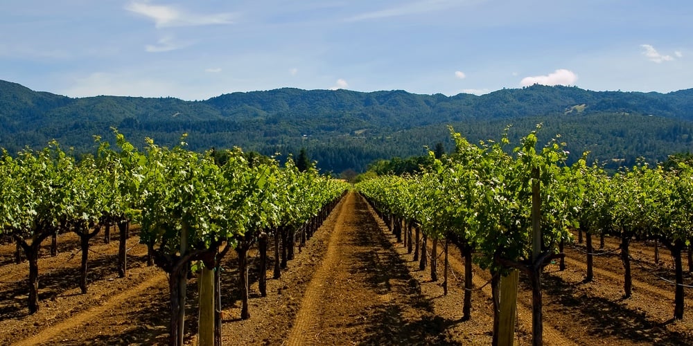 Napa Valley vineyard in California