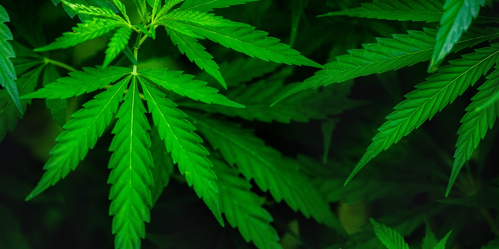 Natural Background In The Form Of A Frame With An Offset For The Text Cannabis Plants Growing. Matur