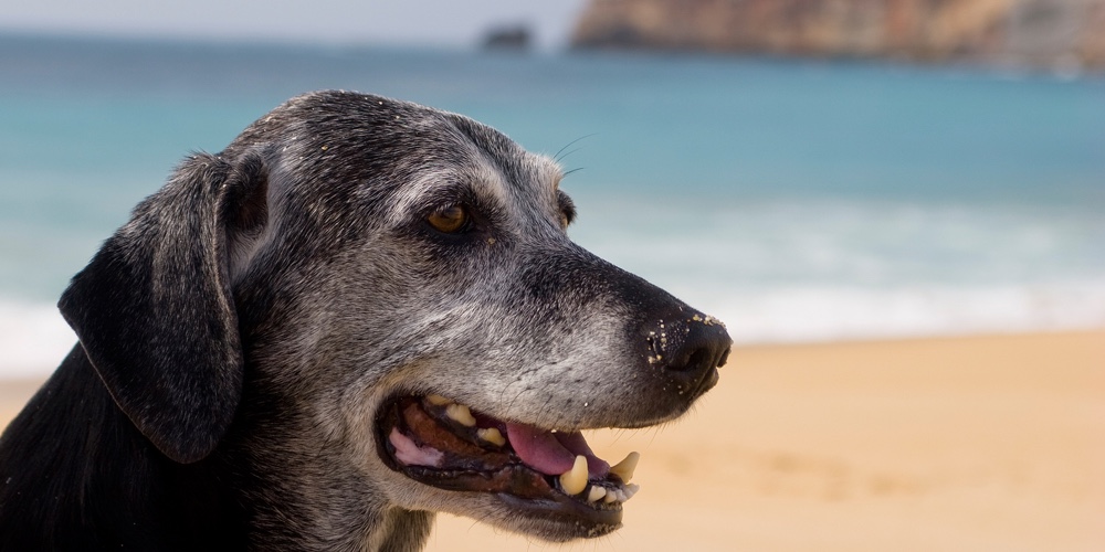 Old Dog