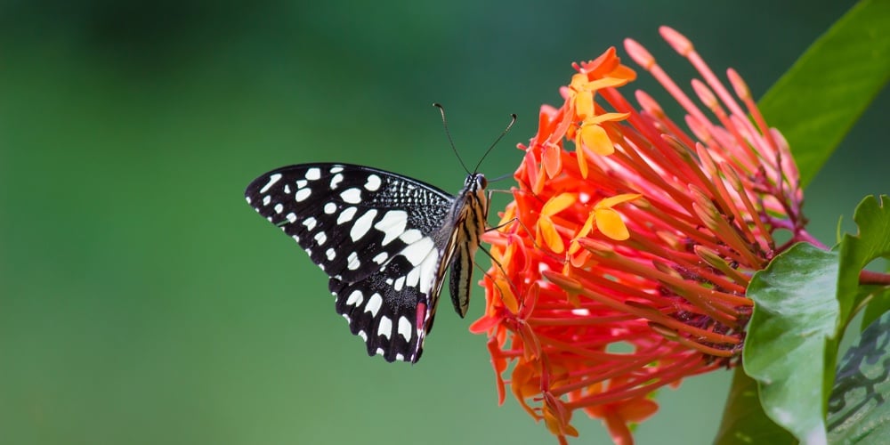 Papilio Demoleus Is A Common And Widespread Swallowtail Butterfly. The Butterfly Is Also Known As Th