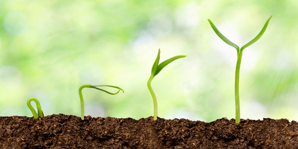 bigstock-Plants-Growing-From-Soil-Pla-82827686