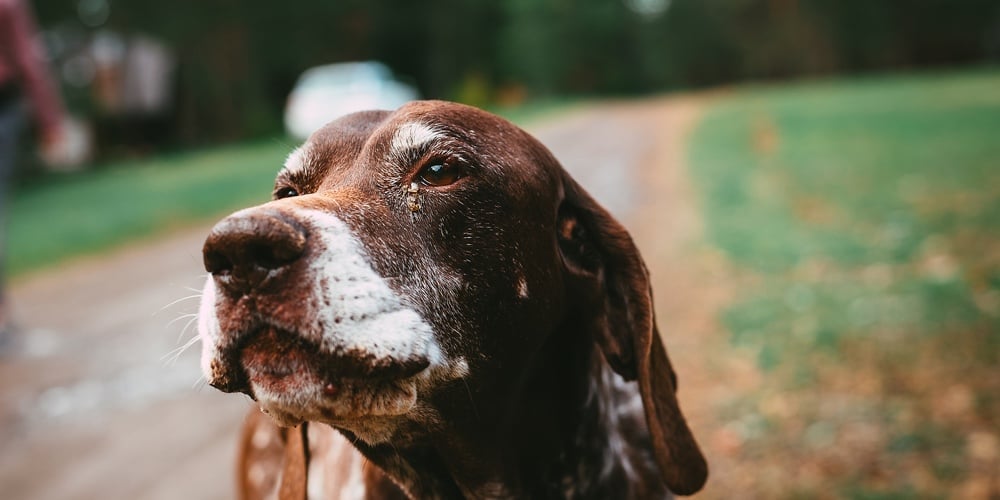 Portrait Of A Dog On Street. Old Dog On Street. Close Up Of Dog. Old German Pointer Pet Dog Animal.