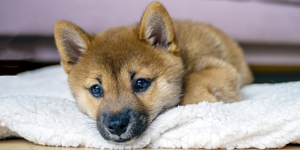 Portrait Of Cute Shiba Inu Small Dog