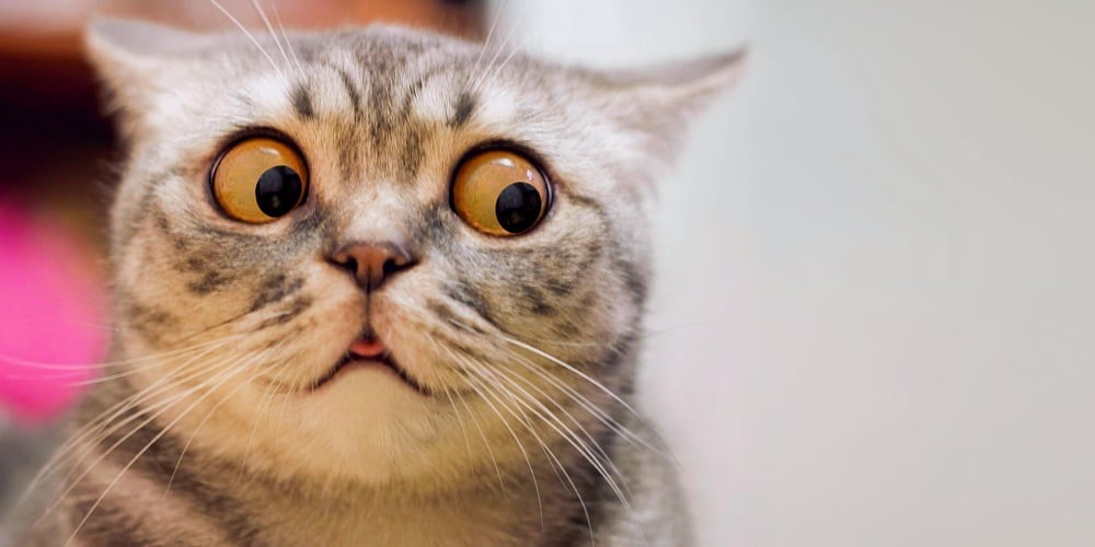 Skeptic Surprised Cat Thinking  Dont Know What To Do
