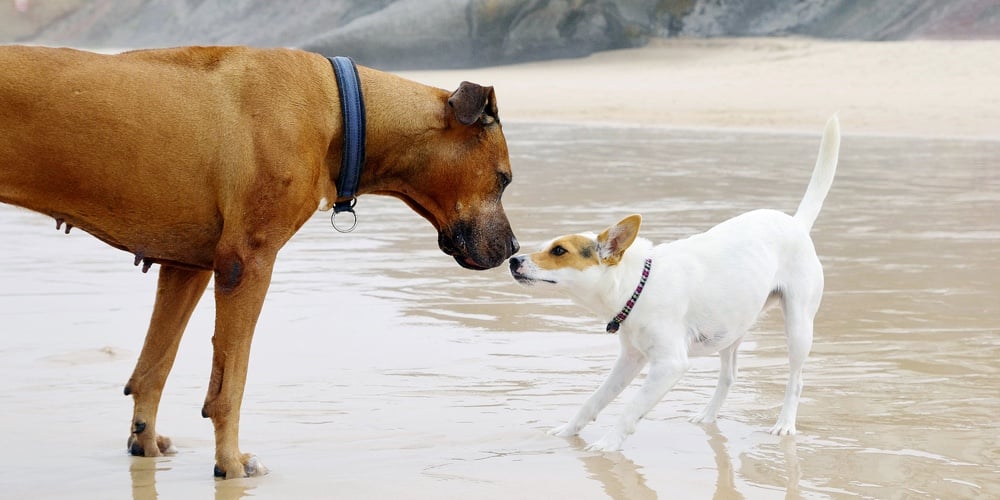 Small And Big Dog Friends Are Playing On The Beach. Dog Love Concept.