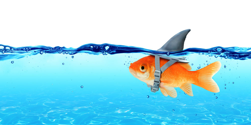 bigstock-Small-Fish-With-Ambitions-Of-A-113982668
