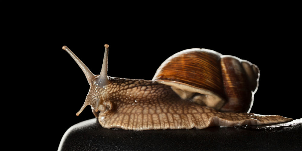 bigstock-Snail-On-Boot-99565712