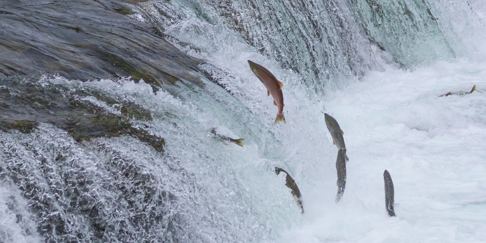 Sockeye Salmon Jumping Up Falls