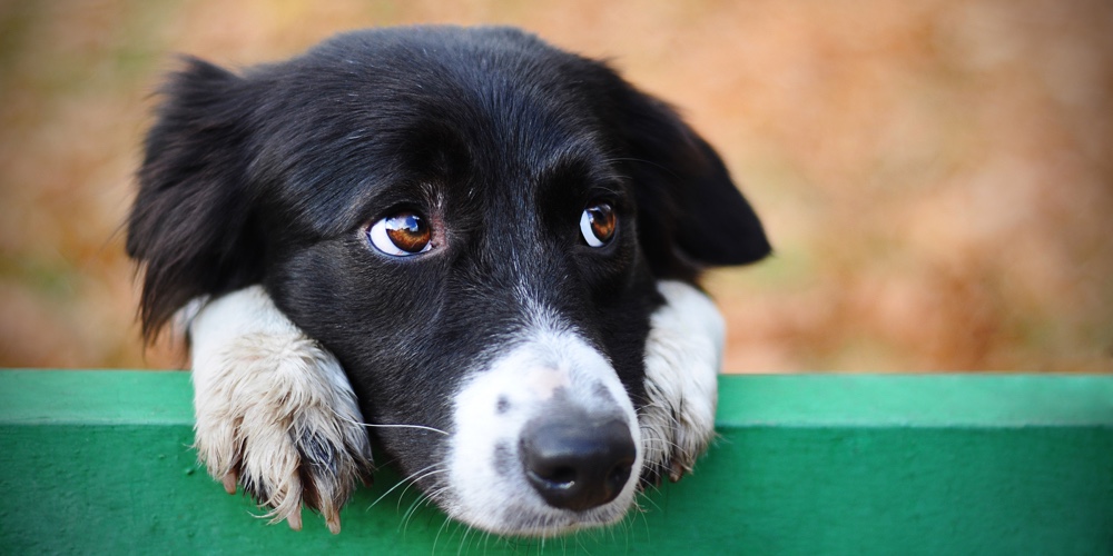 Stray Sad Black White Dog In Autumn Park Looking Depressed. Homeless Witty Dog With Sad Eyes Lookin