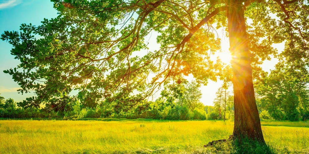 Summer Sunny Forest Trees And Green Grass. Nature Wood Sunlight|Summer Sunny Forest Trees And Green Grass. Nature Wood Sunlight