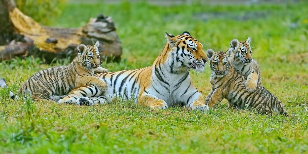 bigstock-Tigress-With-Cubs-Amur-Tigres-299128369