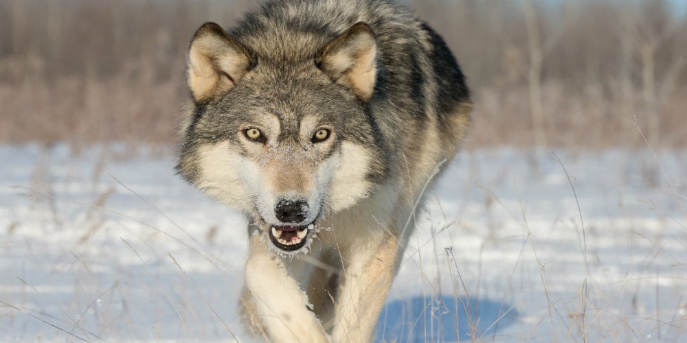bigstock-Timber-Wolf-Looking-for-Food-114500426|0|common cyber attacks