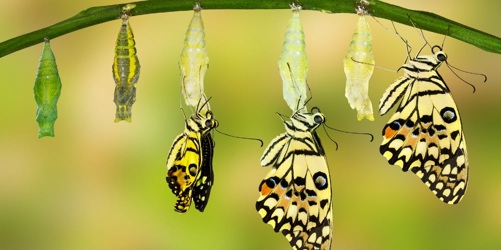 screen-shot-2016-11-14-at-2-22-04-pm|bigstock-transformation-of-lime-butterf-120330722