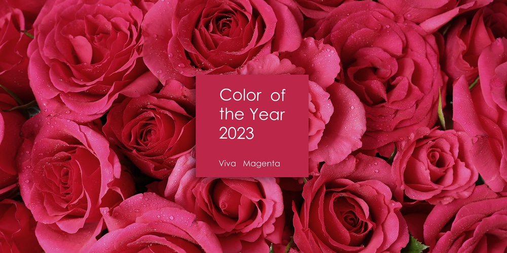 Trendy Color Of 2023 Viva Magenta. Flowers Toned In Magenta Colour. Text Color Of The Year 2023 Viva
