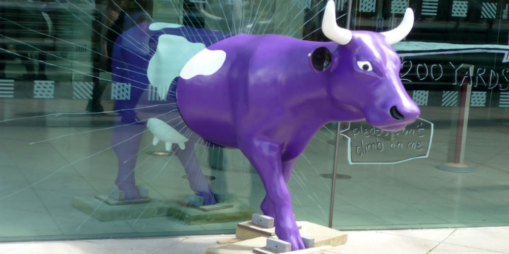 bigstock-Udderbelly-Window-Cow-5302960