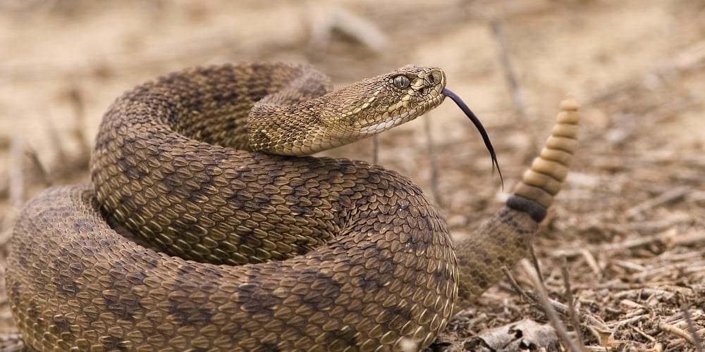 Western rattlesnake strike ready