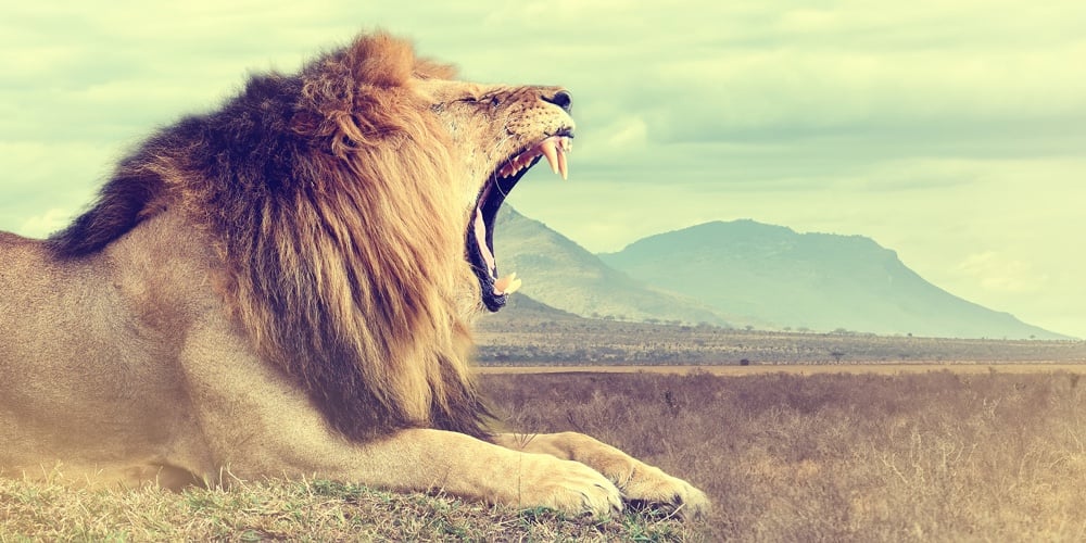 bigstock-Wild-African-Lion-Vintage-Eff-115615415