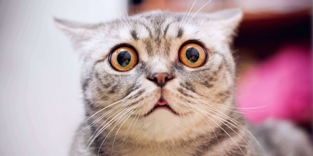 Young Crazy Surprised Cat Make Big Eyes Closeup. American Shorthair Surprised Cat Or Kitten On Sofa