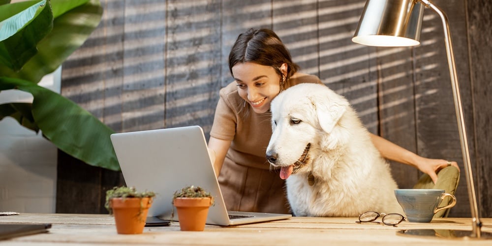 Young Woman With A Cute White Dog Working On A Laptop In The Home Office