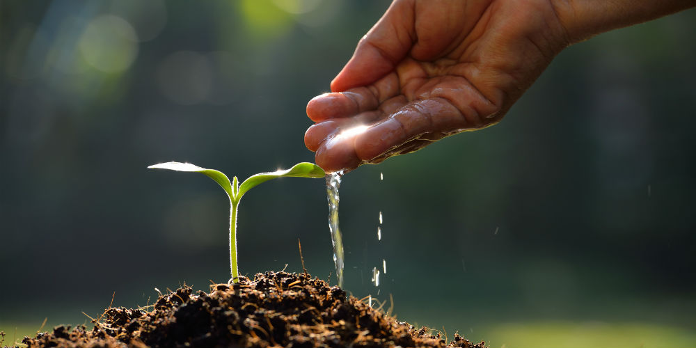 bigstock-Young-plant-85163372