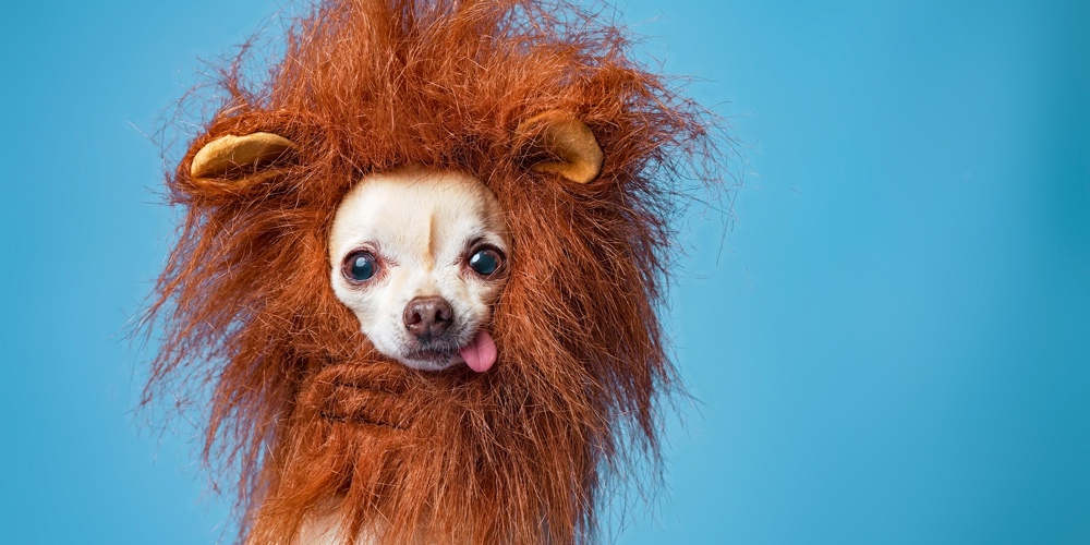 cute chihuahua in a lion mane costume isolated in a studio setting background