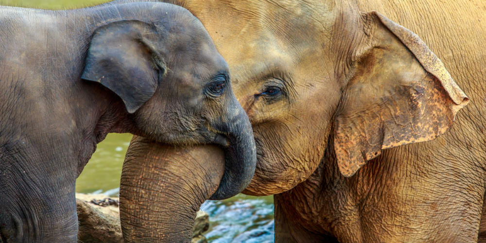 bigstock-Close-up-of-psychiatrist-hands-75989468|bigstock-elephant-and-baby-elephant-76141319